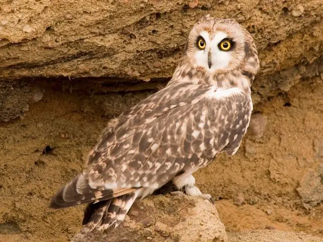 brown short-eared owl on a sandstone
