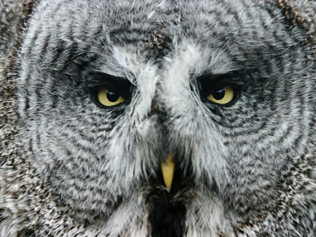 big grey owl in the wild