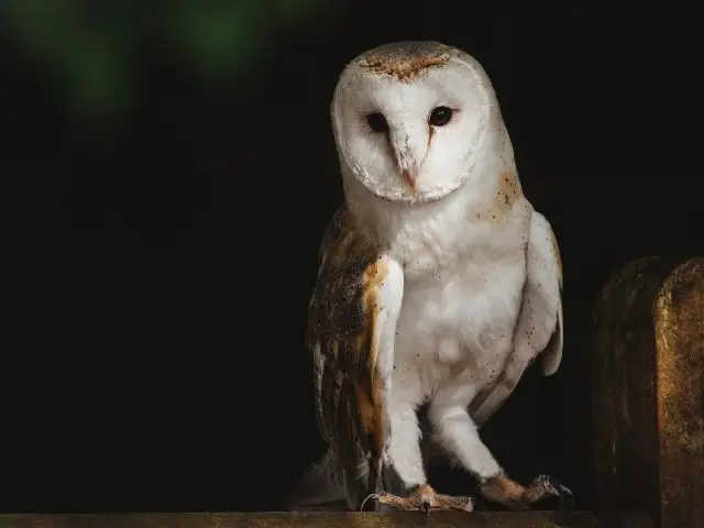 White and brown owl in a dark forest