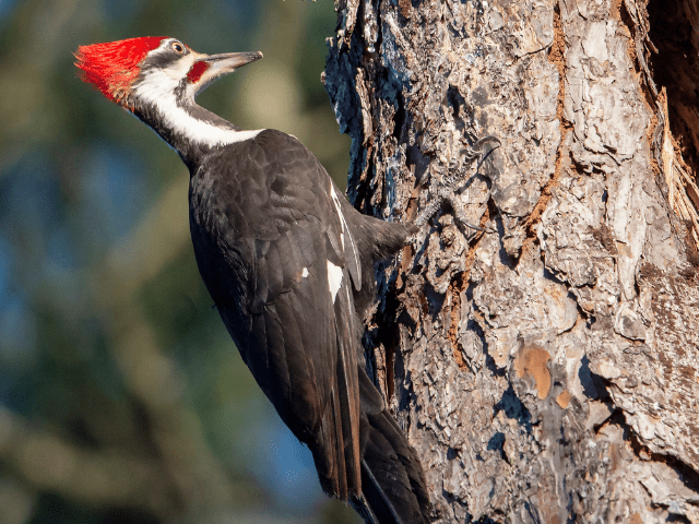 pileated woodpecker perched on a tree