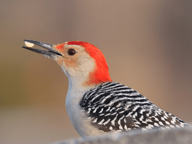 red-bellied woodpecker perched on a headstone
