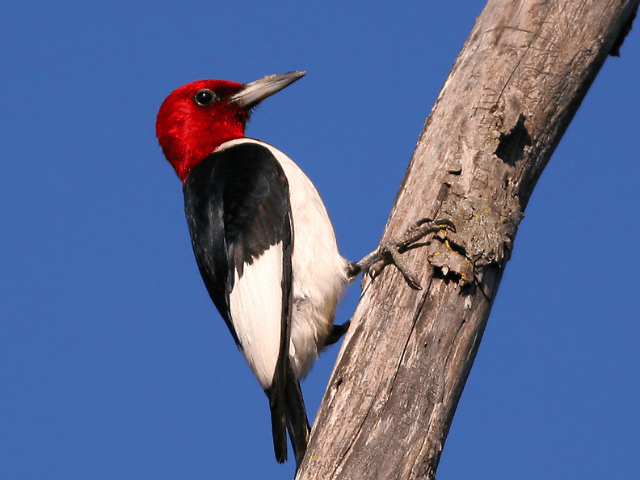 red-headed woodpecker on a branch in summer