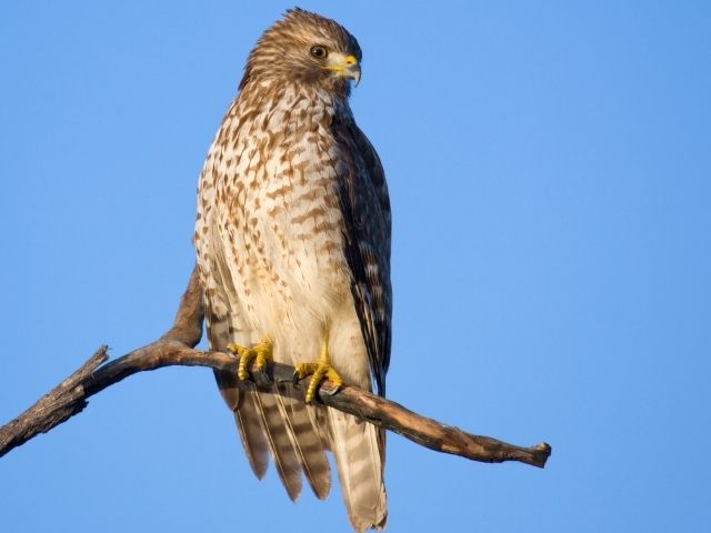 white and brown red hawk on a branch looking down