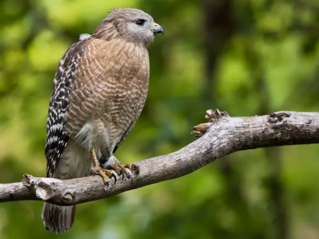 young hawk standing on a tree branch in a forest