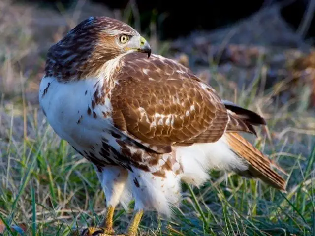brown hawk looking back in a grassfield