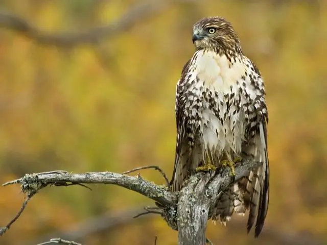 red-tailed hawk perches on a dead tree in a National Park