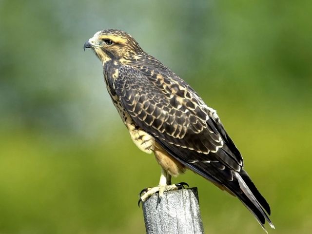 black and white hawk standing on a post