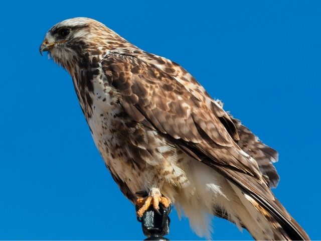 rough-legged hawk perched on a tree