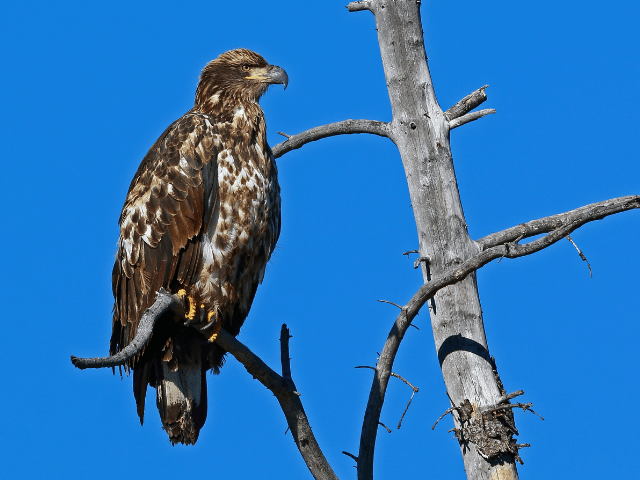 rough-legged hawk on a tree branch hunting prey