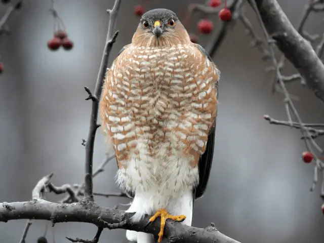 sharp-shinned hawk sitting in a tree with one foot tuck under feathers