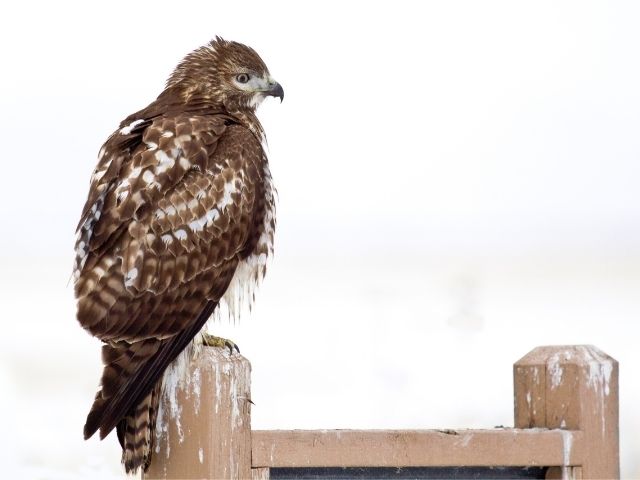 immature sharp-shinned hawk watching for prey