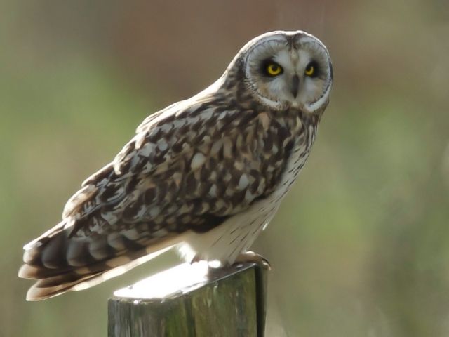 dark brown and white owl standing on a post