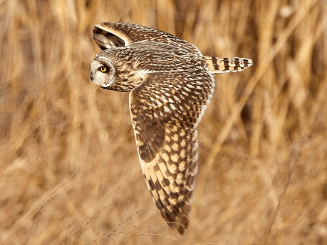 short-eared owl in flight in the middle of field
