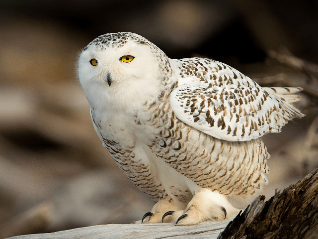 white with black patches owl