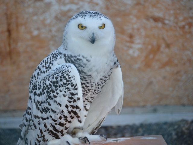 Snowy owl in front of a wall