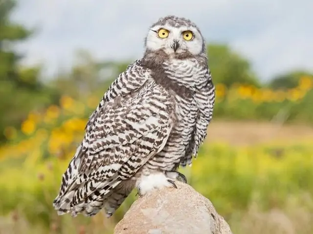 snowy owl standing on a rock