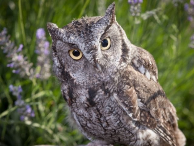 young owl with yellow eyes in a forest
