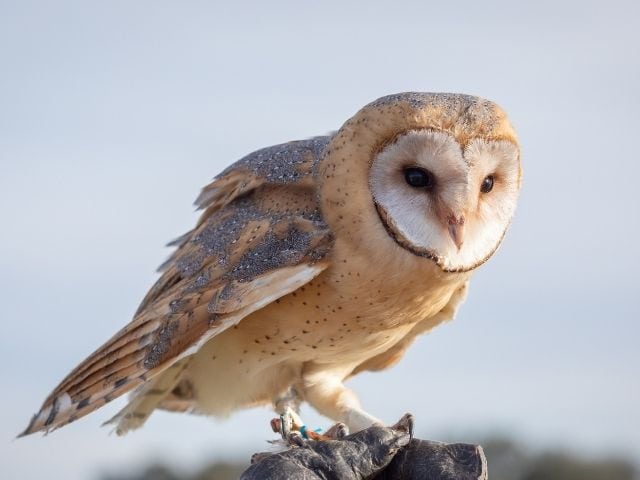 white owl standing on a hand