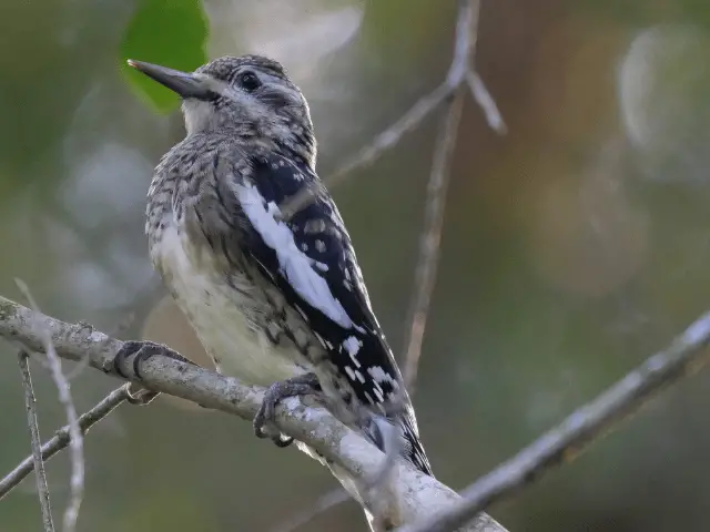 yellow-bellied sapsucker eating berries off a tree