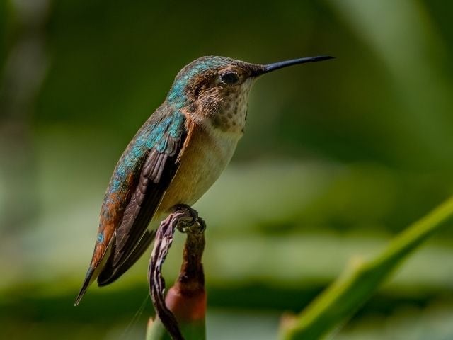Allen's Hummingbird perched