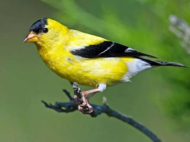 Bright yellow finch with black cap.