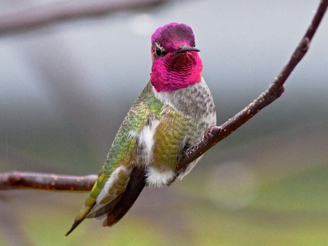 Anna's Hummingbird male