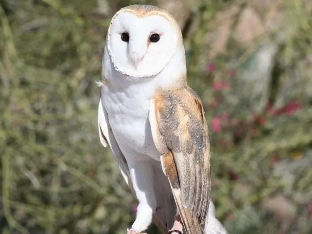 White owl with brown feathers