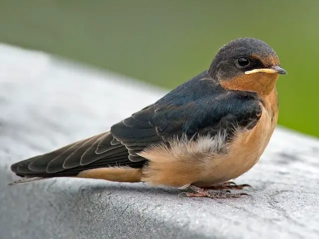 Barn Swallow sitting on a pavement