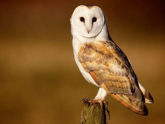 Brown and white owl