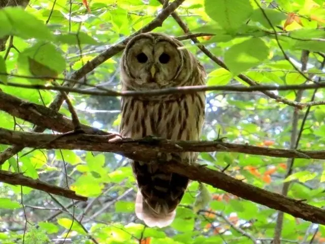 Brown owl on a tree branch in summer