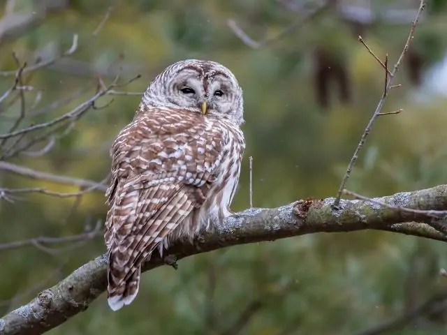 Barred Owl on a tree branch
