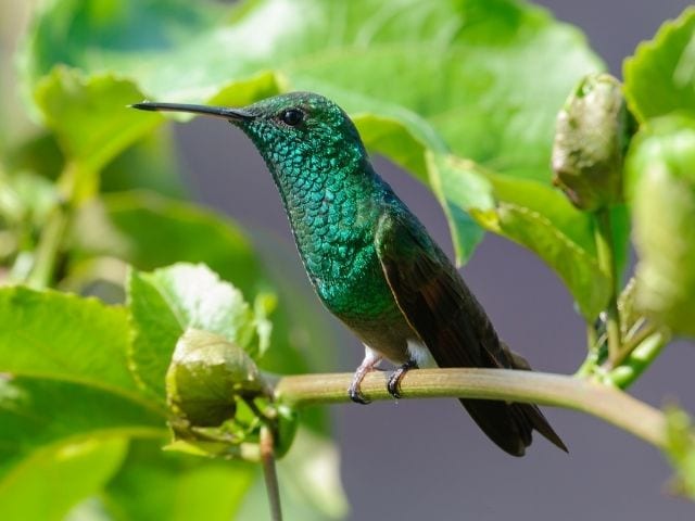 Berylline Hummingbird on a tree branch