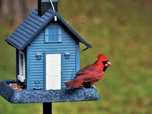 Blue bird house with cardinal bird