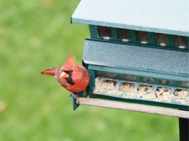 cardinal on a feeder