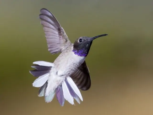 Black-Chinned Hummingbird