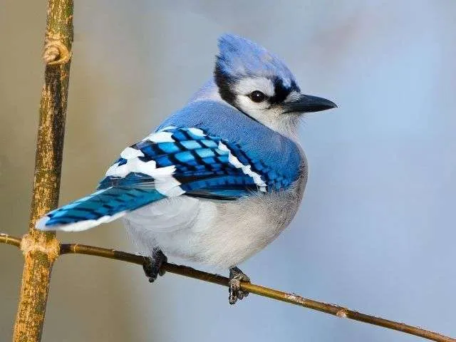 Blue bird with white underbelly