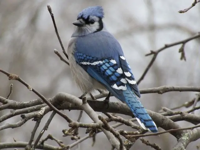 Blue Jay in Wild