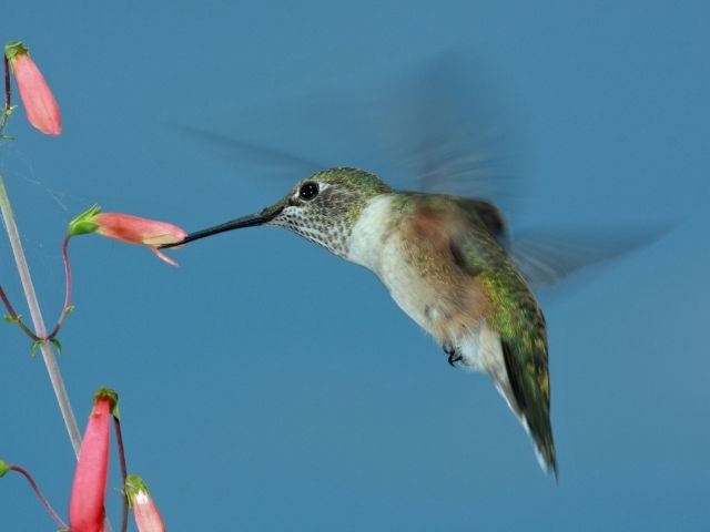 Broad Tailed Hummingbird