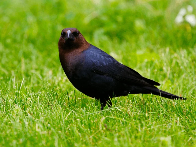 Brown-headed cowbird on a grass field