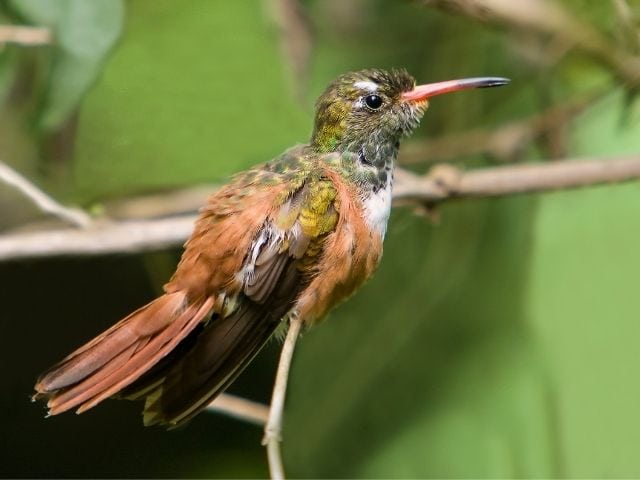 Buff Bellied Hummingbird side view