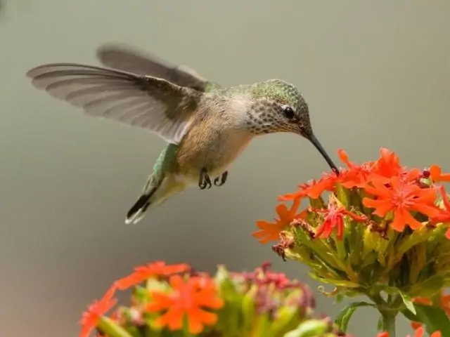 Hummingbird on a flower