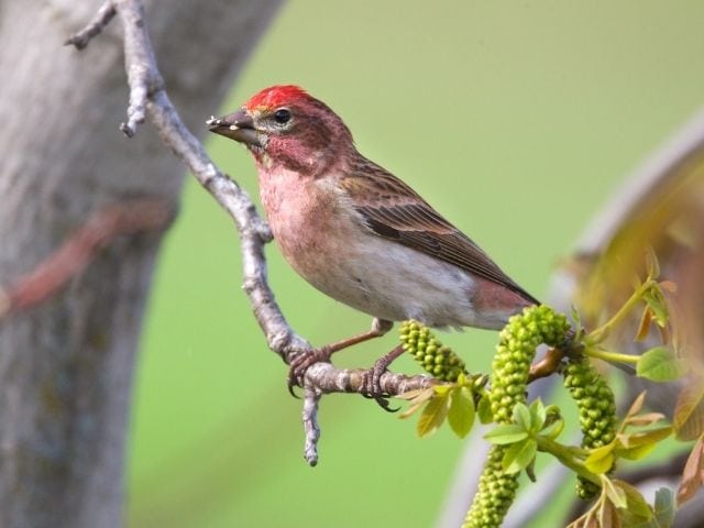 Cassin's Finch