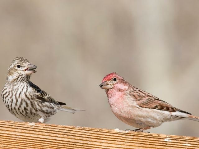 pair of Cassin's Finch