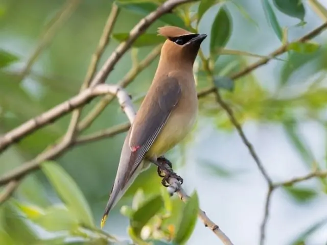 Cedar waxwing on top of a tree