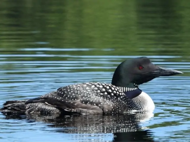 common loon in a pond