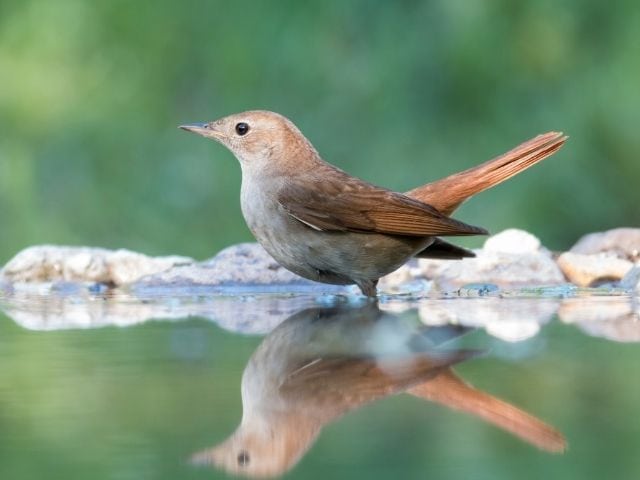 Common Nightingale standing