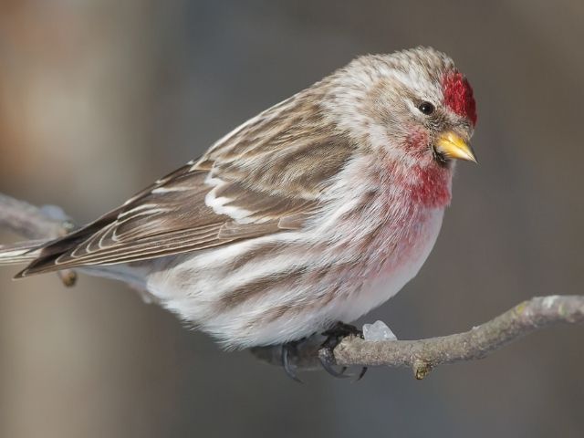 Common Redpoll perched on a tree