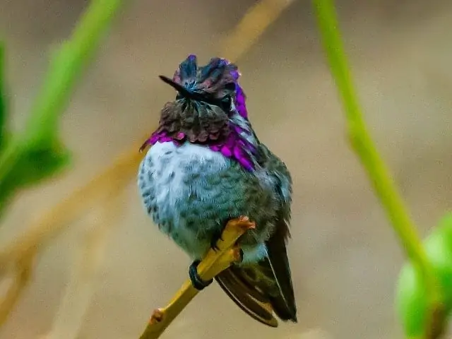 grayish-green hummingbird