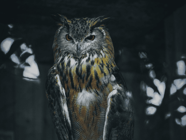Dark owl standing