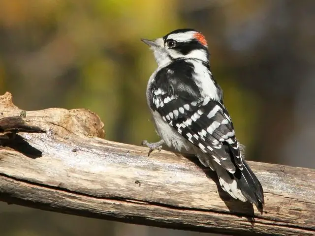 woodpecker with white and black feathers
